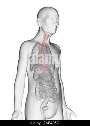 Anatomie en rendu 3d illustration d'un vieux Mans oesophage Banque D'Images