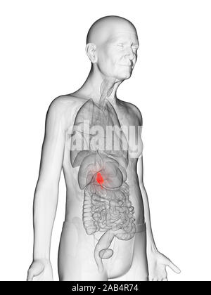 Anatomie en rendu 3d illustration d'un vieux Mans vésicule Banque D'Images