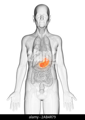 Anatomie en rendu 3d illustration d'un vieux Mans estomac Banque D'Images