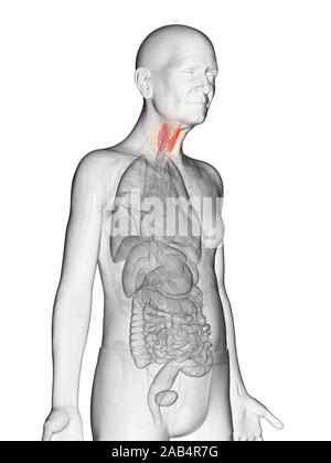 Anatomie en rendu 3d illustration d'une thyroïde mans âgées Banque D'Images