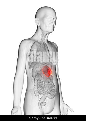 Anatomie en rendu 3d illustration d'un vieux Mans rate Banque D'Images