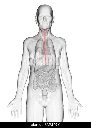 Anatomie en rendu 3d illustration d'un vieux Mans oesophage Banque D'Images
