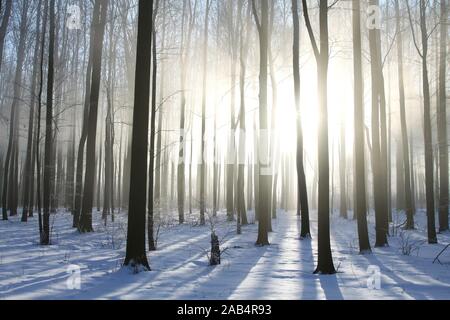 La forêt de feuillus de l'hiver sur un matin brumeux. Photo prise en décembre. Banque D'Images