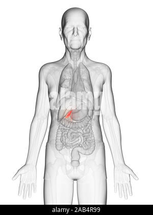 Anatomie en rendu 3d illustration d'un vieux Mans vésicule Banque D'Images