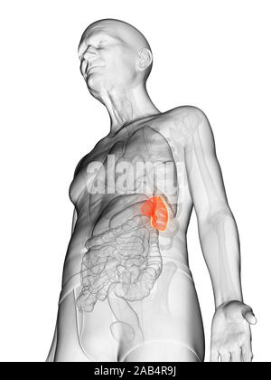 Anatomie en rendu 3d illustration d'un vieux Mans rate Banque D'Images
