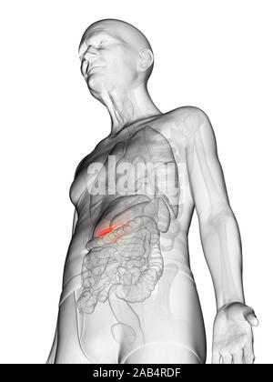 Anatomie en rendu 3d illustration d'un vieux Mans vésicule Banque D'Images