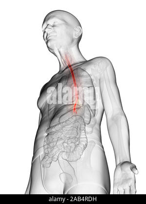 Anatomie en rendu 3d illustration d'un vieux Mans oesophage Banque D'Images