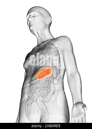 Anatomie en rendu 3d illustration d'un vieux Mans estomac Banque D'Images