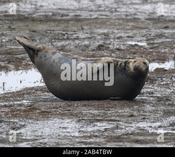 Phoque gris (femelle) vache, Donna Nook, Lincolnshire, Royaume-Uni Banque D'Images