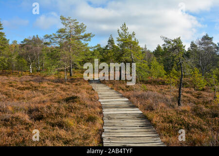 Dans la Rhön Black Moor, Bavière, Allemagne, en automne avec moor chemin du bois, avec ciel bleu et nuages Banque D'Images