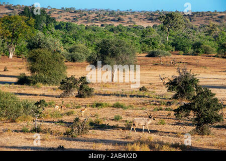 Éland du Cap (Taurotragus oryx) et l'Impala (Aepyceros melampus) à mashatu, Botswana, Africa Banque D'Images