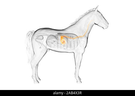 Médicalement en rendu 3d illustration d'un précis de l'estomac des chevaux Banque D'Images