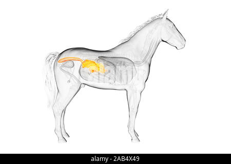 Médicalement en rendu 3d illustration d'un précis de l'intestin grêle chevaux Banque D'Images