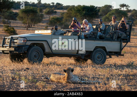 Dans un véhicule de tourisme de safari à regarder la femme Guépard (Acinonyx jubatus) à mashatu, Botswana, Africa Banque D'Images