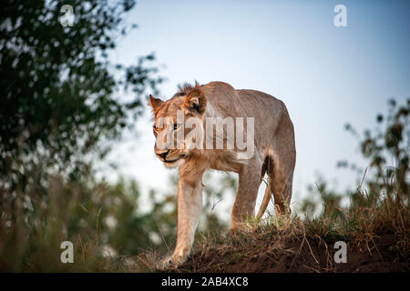 Lion (Panthera leo) à mashatu, Botswana, Africa Banque D'Images