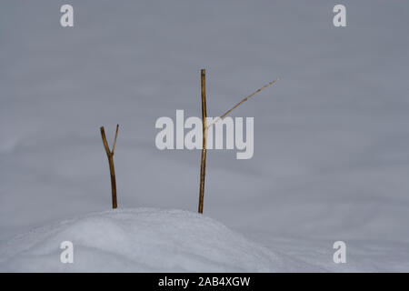 Branches en hiver Banque D'Images