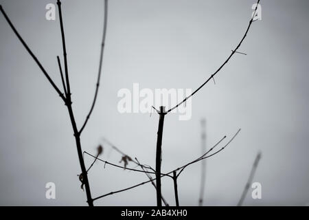 Branches en hiver Banque D'Images