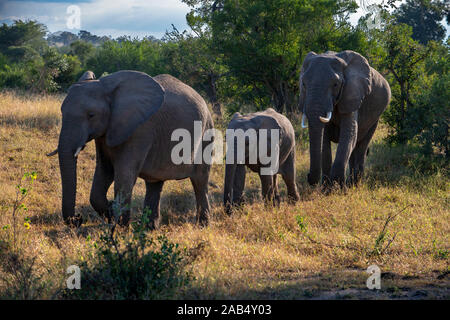 L'éléphant africain (Loxodonta africana) de la famille des éléphants au Mala Mala Game Reserve Sabi Sand Park Kruger, Afrique du Sud Afrique du Sud Banque D'Images