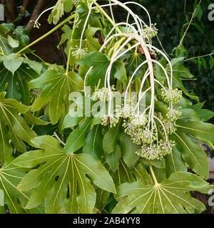 Aime et fleurs du Fatsia japonica tropical à vu se pencher, souffrant d'un matin tôt frost en mars. Banque D'Images