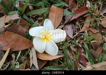 Plumeria flower frais se trouve sur le sol de la forêt à Hawaï Banque D'Images