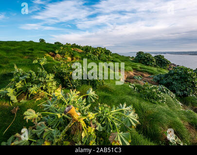 Scottish Seabird Centre projet de bénévolat avec cut tree mallow, Lamb Island, Firth of Forth, Ecosse, Royaume-Uni Banque D'Images