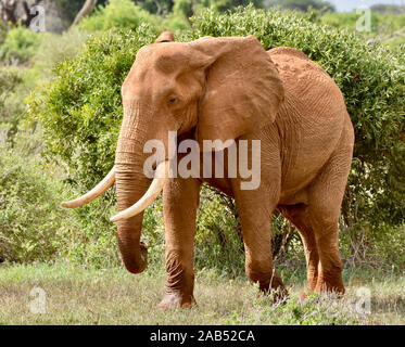 Grand mâle éléphant marchant à travers la région semi-aride du parc national de Tsavo, au Kenya. (Loxodonta africana) Banque D'Images