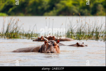 La tête et les yeux d'un Hippopotame (Hippopotamus amphibius) sortant de l'eau dans le Nil Victoria, au nord ouest de l'Ouganda Banque D'Images