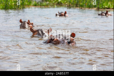 La tête et les yeux d'un Hippopotame (Hippopotamus amphibius) sortant de l'eau dans le Nil Victoria, au nord ouest de l'Ouganda Banque D'Images