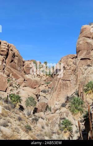 Palms oasis perdue est isolée à quelques kilomètres dans le désert du Colorado Le parc national Joshua Tree. Banque D'Images