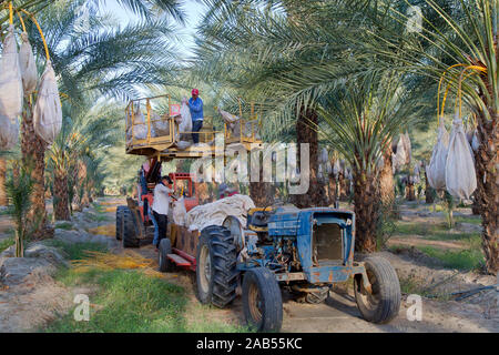 L'exploitation des travailleurs en sacs fruits matures date 'Deglet Nour' plantation, Phoenix dactylifera, thermique, en Californie, dans le Comté de Riverside, Coachella Valley, Banque D'Images