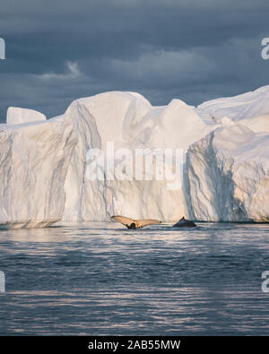 Les baleines à bosse merrily se nourrir dans les eaux glaciaires riches entre les icebergs géants à l'embouchure de l', Fjord glacé d'Ilulissat, Groenland. Banque D'Images