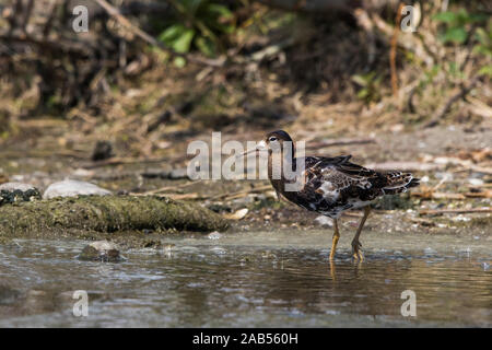 Kampfläufer (Philomachus pugnax) Männchen Banque D'Images