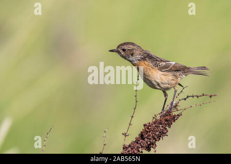 Schwarzkehlchen (Saxicola torquata) Weibchen Banque D'Images