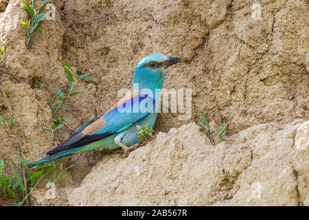 Blauracke (Coracias garrulus) Banque D'Images