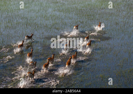 Les impalas, Okawango-Delta im Botswana Banque D'Images