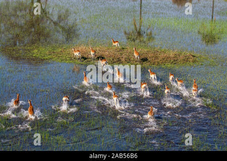 Les impalas, Okawango-Delta im Botswana Banque D'Images