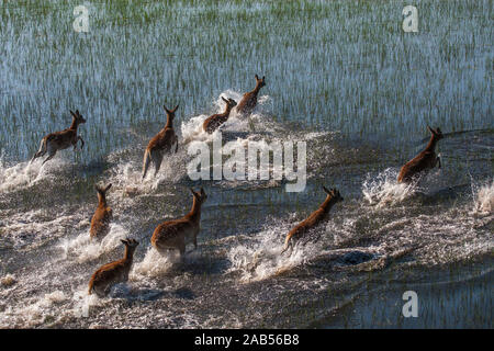 Les impalas, Okawango-Delta im Botswana Banque D'Images