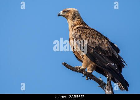 Raubadler (Aquila rapax) Banque D'Images