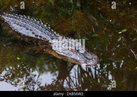 Mississippi-Alligator (Alligator mississippiensis) Banque D'Images