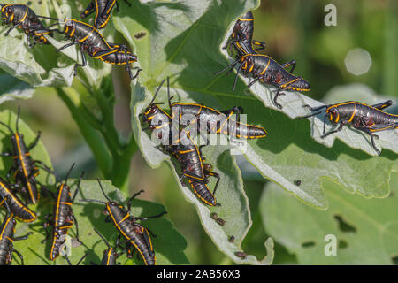 Eastern lubber grasshopper (Romalea guttata) Banque D'Images