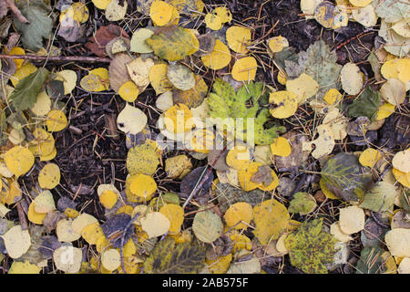 Feuilles d'automne colorées et aiguilles de pin sur fond de sol Banque D'Images