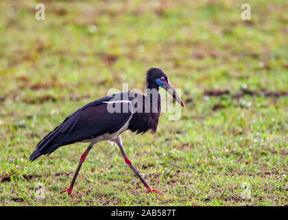 Abdimstorch (Ciconia abdimii) Banque D'Images