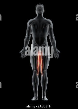 Le muscle en rendu 3d illustration du gracilis Banque D'Images
