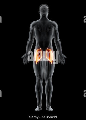 Le muscle en rendu 3d illustration du gluteus maximus Banque D'Images