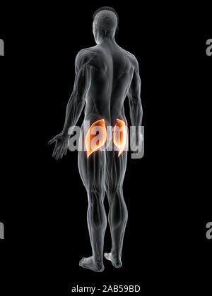 Le muscle en rendu 3d illustration du gluteus maximus Banque D'Images