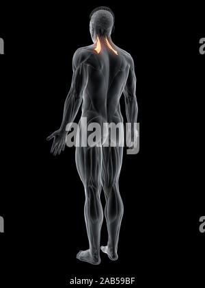 Muscle levator scapularis, illustration Photo Stock - Alamy