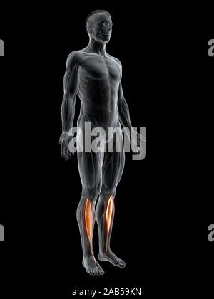 Le muscle en rendu 3d illustration du tibialis antérieur Banque D'Images