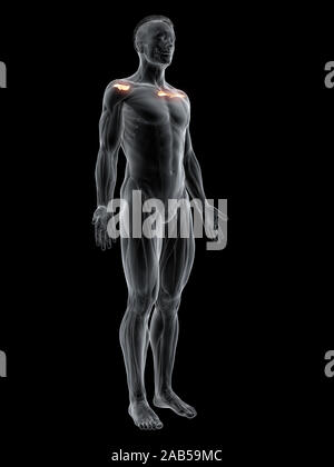 Le muscle en rendu 3d illustration de la sus-épineux Banque D'Images