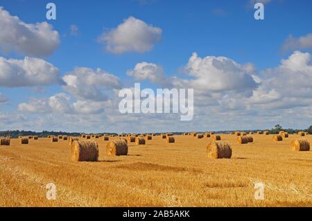 Bottes de paille sur un champ de blé récoltés en Normandie, France, Europe Banque D'Images