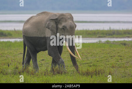 Une marche sur le Tusker de prairies du parc national de Kaziranga (Inde) Banque D'Images